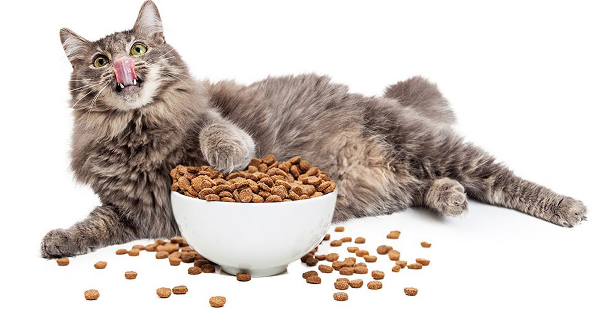 cho mèo ăn quá nhiều hạt khô