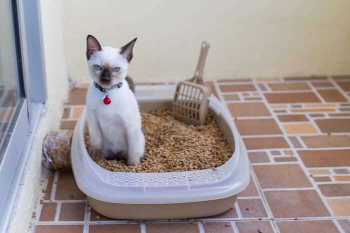 Mèo bị tiêu chảy