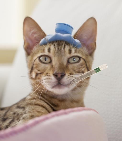 Bệnh hô hấp ở mèo và những điều cần lưu ý khi mèo bị mắc bệnh hô hấp